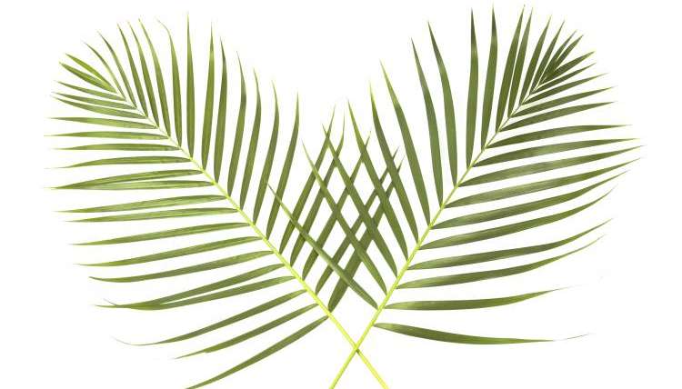 Kids Free Palm Sunday Resource: King Jesus!